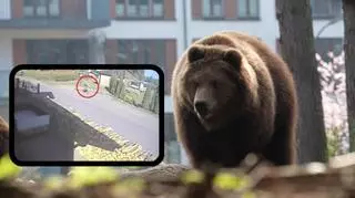 Zagórz. Niedźwiedź grasuje w pobliżu domów. Nagranie z uciekającą kobietą