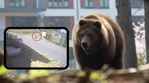 Zagórz. Niedźwiedź grasuje w pobliżu domów. Nagranie z uciekającą kobietą