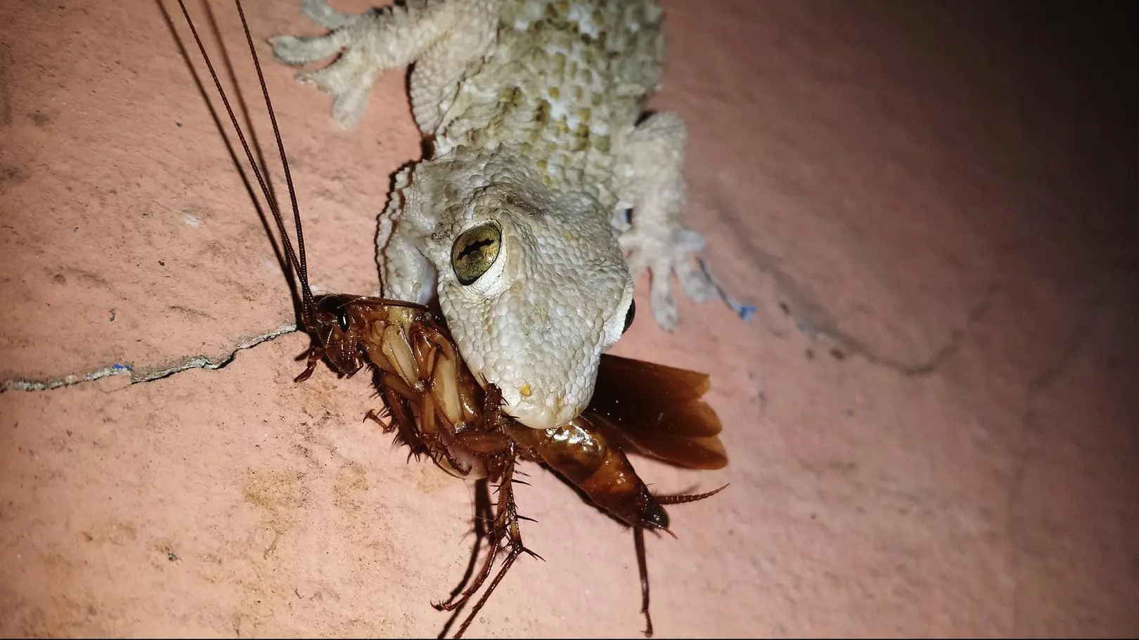 USA. Akcja zoo w San Antonio Cry Me a Cockroach hitem walentynek ...