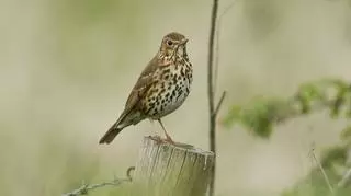 Drozd śpiewak, czyli ptak o wyjątkowym głosie