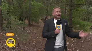 Na grzyby! 
