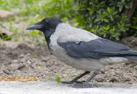 Wrona Bronka zaprzyjaźniła się z człowiekiem. "Dostaję od niej prezenty"