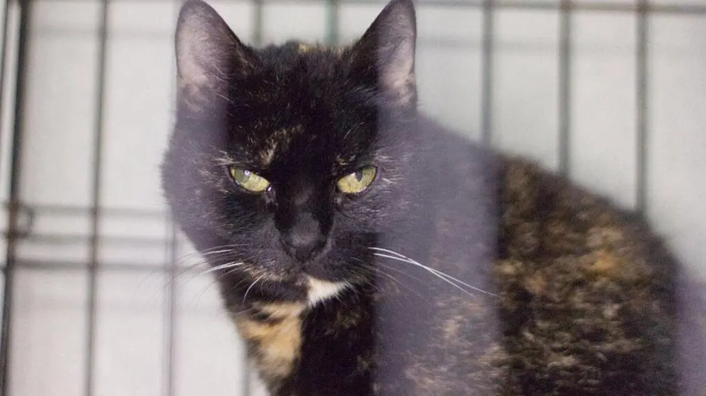 Mancia - kot do adopcji