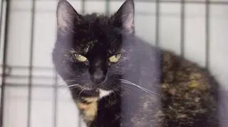 Mancia - kot do adopcji