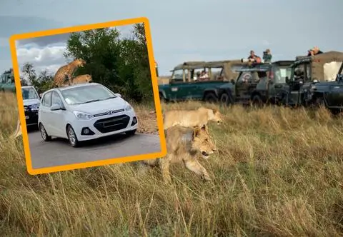 Lamparty wskoczyły na dach samochodu turystów. Zobacz, jak to się skończyło