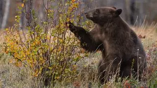 Niedźwiedzie panoszą się w polskiej wsi. "Poszedł sobie dopiero, kiedy najadł się poziomek"