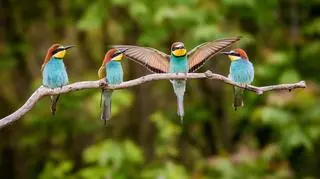 Jak wygląda życie erotyczne ptaków? "Są wzrokowcami tak jak my"