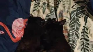 Mikuś i Kubuś razem