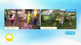 Psi salon piękności 