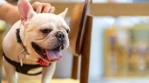 Weszła do restauracji z psem. Niewiarygodne, co stało się potem