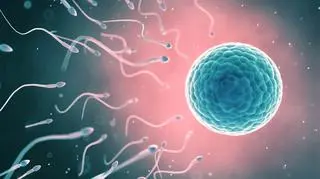 Komórka jajowa – budowa, funkcje, znaczenie biologiczne. Ile żyje komórka jajowa?