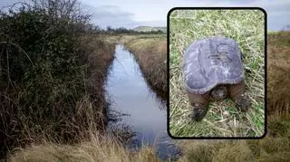 Przechodzień spotkał w Polsce egzotycznego żółwia