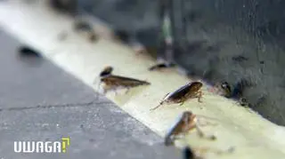 Prusaki i pluskwy w całym bloku. Mieszkańcy nie mogą doprosić się urzędników o pomoc