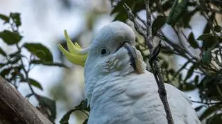 Kakadu żółtoczuba