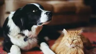 Śmieszne i nietypowe imiona dla zwierząt. "Masełko", "Rondel", czy "Rzeźnik"