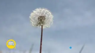 Alergia atakuje w każdym wieku 