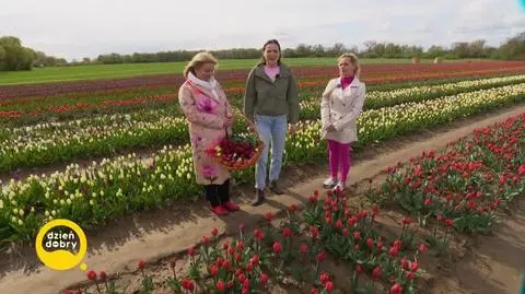 DD_20240426_Tulipany_REP_napisy