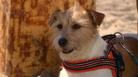 Co zrobić, żeby pies zaczął reagować na przywołania? 