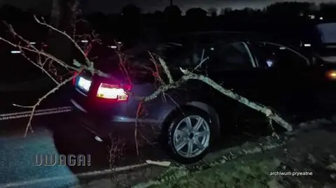 Konar uszkodził mu auto, ale do drzewa nikt się nie przyznaje