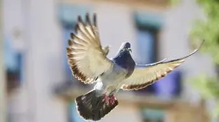 Światowy Dzień Gołębia. Co jedzą gołębie hodowlane, a co dzikie?