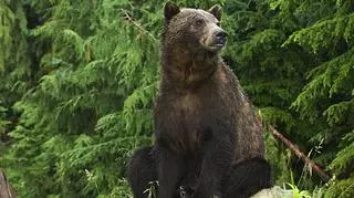Atak niedźwiedzia w Tatrach. Nie żyje kobieta 