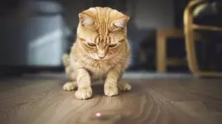 Rudy kot wpatrujący się w czerwony punkt na podłodze. Laser dla kota. Zwierzęta domowe.