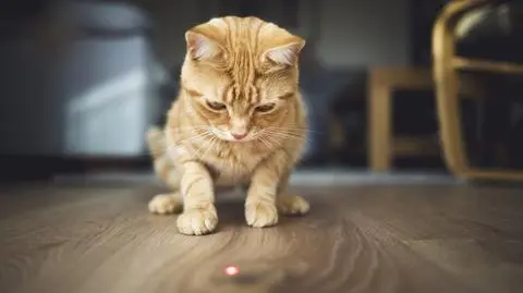 Laser dla kota