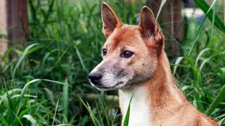 Śpiewający pies z Nowej Gwinei – historia powstania tej wyjątkowej rasy i jej cechy