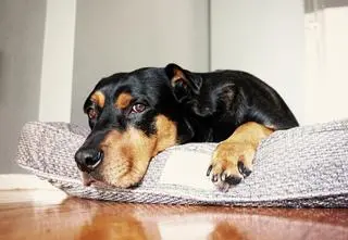 Witaminy i suplementy dla psa w każdym wieku