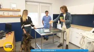 Pies-krwiodawca ratuje życia innych czworonogów. Sprawdź, czy Twoje zwierzę też może zostać dawcą