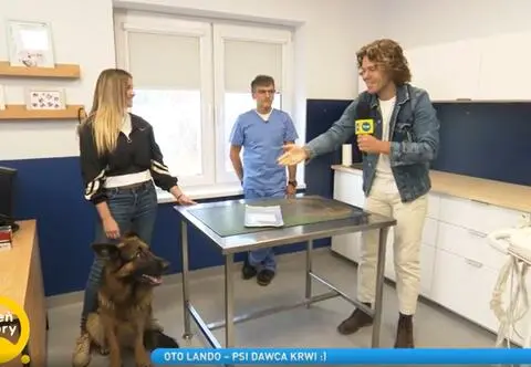 Pies-krwiodawca ratuje życia innych czworonogów. Sprawdź, czy Twoje zwierzę też może zostać dawcą