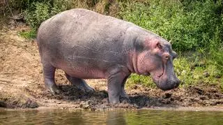 Hiena omyłkowo sprowokowała hipopotama. Nagranie stało się viralem
