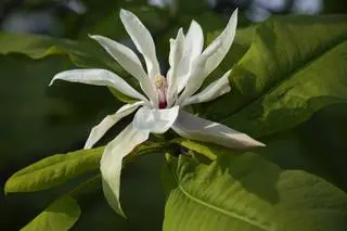 Magnolia parasolowata