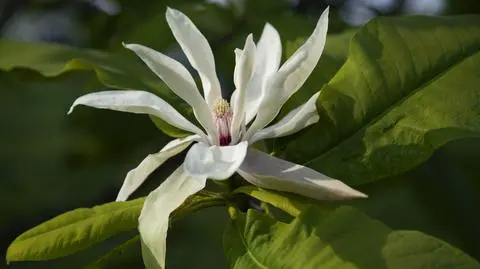 Magnolia parasolowata