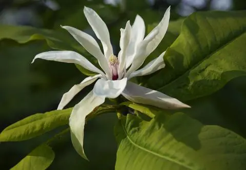 Magnolia parasolowata – kwitnienie, uprawa i pielęgnacja