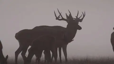 Do czego jeleń potrzebuje poroża? 