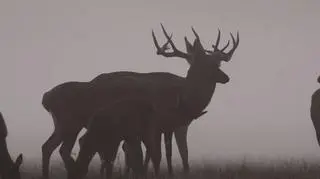 Trwa sezon na zrzuty. Czy znalezione w lesie poroże można zabrać do domu?  