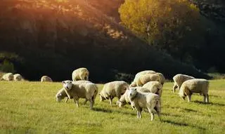 Piorun zabił 11 owiec 