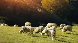 11 owiec zginęło od uderzenia piorunem. "Wyładowanie pojawiło się niespodziewanie"