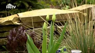 HGTV: Jakie rośliny warto sadzić na wiosnę?