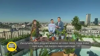 Te polskie rośliny mogą być niebezpieczne - napisy