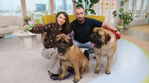 Mastif angielski - co trzeba wiedzieć o tej rasie psa? 