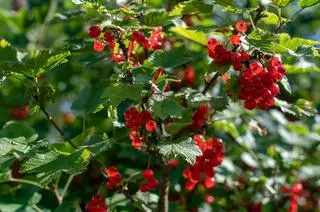 Choroby porzeczki czerwonej i czarnej