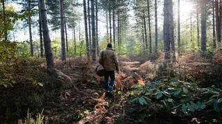 Apel policji. Funkcjonariusze wskazali realne niebezpieczeństwo podczas grzybobrania