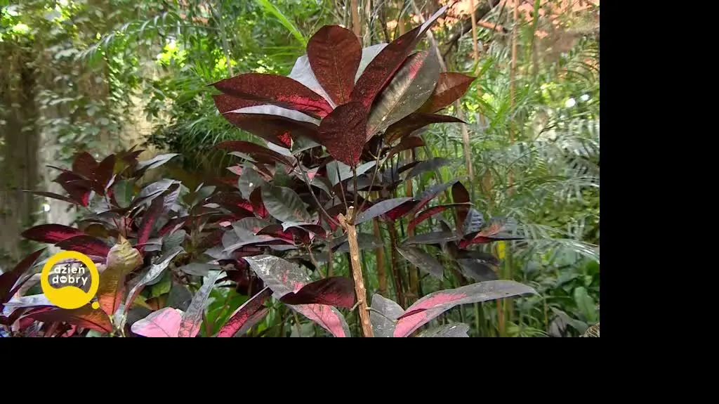 DD_20240317_Pogoda_REP