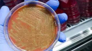 Groźne bakterie atakują. Rekordowa liczba zachorowań na dwie choroby
