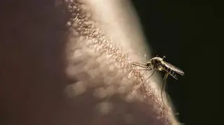 Zastanów się, zanim sięgniesz po klapka lub gazetę. Komary i muchy czują ból