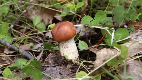 Nowy grzyb w polskich lasach - złotak wysmukły