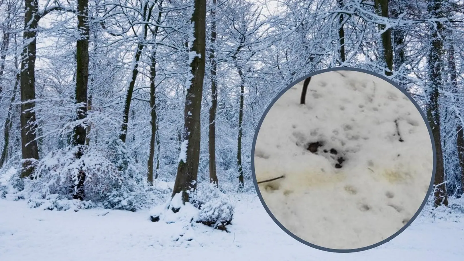 Co barwi śnieg na żółto? - Dzień Dobry TVN