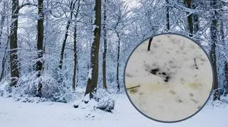 zaśnieżony las, śnieg zabarwiony na żółto 